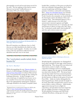 The “Overlooked, Needle-Tailed, Thick- Headed Fly” Morphologically, Stylogastrines Are Distinguished from Other Conopids by Their Eggs, Which Feature a by Ted C