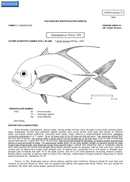 CARAN Carang 17 1983 FAO SPECIES IDENTIFICATION