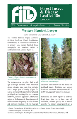 Western Hemlock Looper