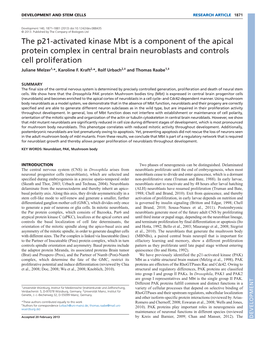 The P21-Activated Kinase Mbt Is a Component of the Apical Protein Complex in Central Brain Neuroblasts and Controls Cell Proliferation Juliane Melzer1,*, Karoline F