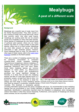 Mealybug Factsheet.Pub