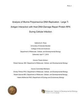 Analysis of Murine Polyomavirus DNA Replication: Large T