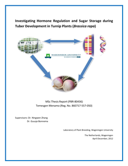 Investigating Hormone Regulation and Sugar Storage During Tuber Development in Turnip Plants (Brassica Rapa)