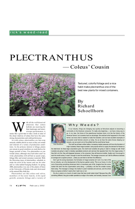 PLECTRANTHUS — Coleus’ Cousin