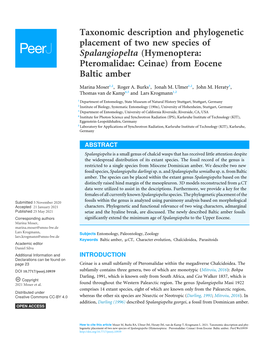 Taxonomic Description and Phylogenetic Placement of Two New Species of Spalangiopelta (Hymenoptera: Pteromalidae: Ceinae) from Eocene Baltic Amber