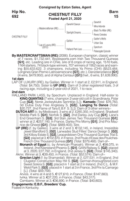 CHESTNUT FILLY Barn 15 Hip No