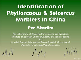 Presentation on the Identification of Leaf Warblers in China, by Per