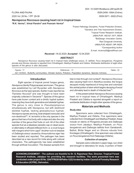 Navisporus Floccosus Causing Heart Rot in Tropical Trees Introduction