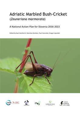 Adriatic Marbled Bush-Cricket (Zeuneriana Marmorata)