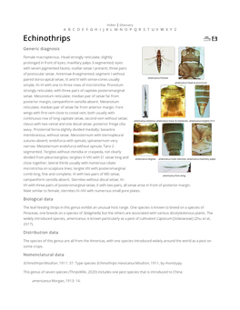 Echinothrips Generic Diagnosis Female Macropterous