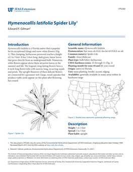 Hymenocallis Latifolia Spider Lily1 Edward F