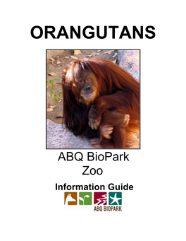 Orangutan Background Information.Pdf