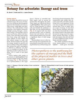 Botany for Arborists: Energy and Trees