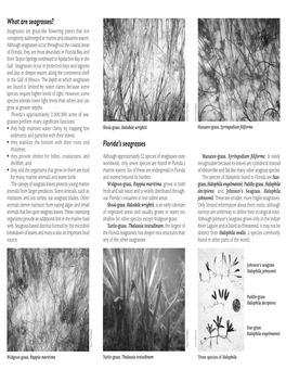 What Are Seagrasses? Florida's Seagrasses