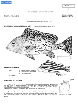 HAEM Plect 8 1983 FAO SPECIES IDENTIFICATION SHEETS FAMILY