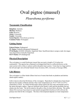 Oval Pigtoe (Mussel)