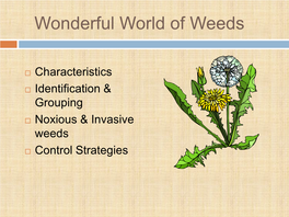 Wonderful World of Weeds