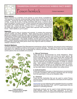 Poison Hemlock Conium Maculatum