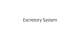 Excretory System