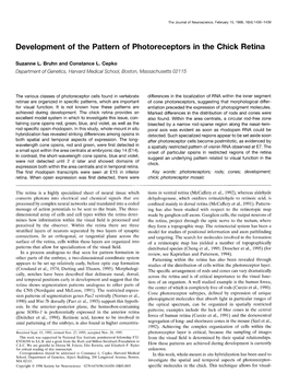 Development of the Pattern of Photoreceptors in the Chick Retina