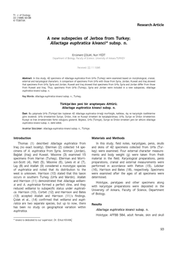 Allactaga Euphratica Kivanci* Subsp. N