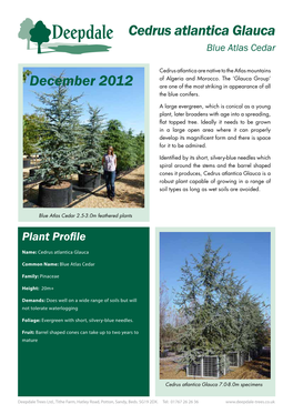 Cedrus Atlantica Glauca Blue Atlas Cedar