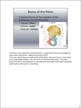 Ilium, Pubis, and Ischium. What Kind of Joint Is This?? There Are 2 Pelvic Bones to Make up the Pelvic Girdle