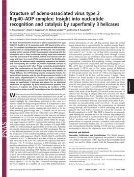 Structure of Adeno-Associated Virus Type 2 Rep40–ADP Complex: Insight Into Nucleotide Recognition and Catalysis by Superfamily 3 Helicases