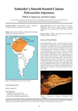 Schneider's Smooth-Fronted Caiman Paleosuchus Trigonatus