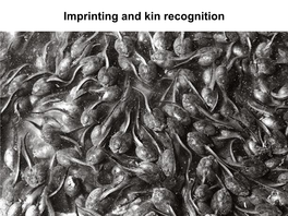 Imprinting and Kin Recognition Imprinting