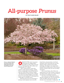 All-Purpose Prunus by TRACY ILENE MILLER