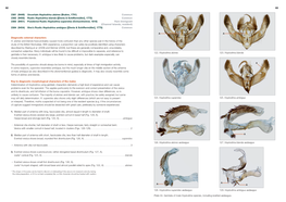 Uncertain Hoplodrina Alsines