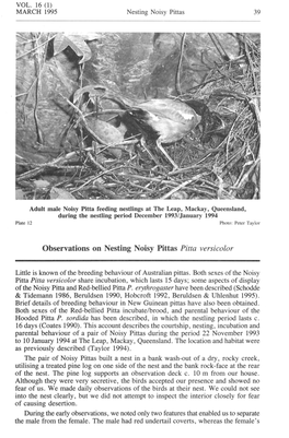 Observations on Nesting Noisy Pittas Pitta Versicolor