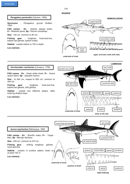 143 SHARKS Paragaleus Pectoralis (Garman, 1906) Synonyms : Paragaleus Gruveli Budker, 1935. FAO Names : En