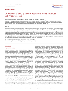 Localization of Αa-Crystallin in Rat Retinal Müller Glial Cells and Photoreceptors