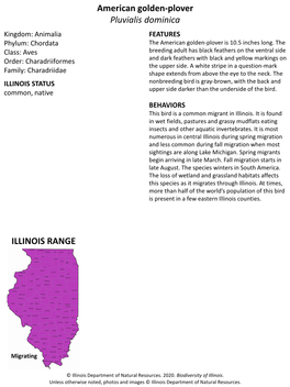 American Golden-Plover Pluvialis Dominica Kingdom: Animalia FEATURES Phylum: Chordata the American Golden-Plover Is 10.5 Inches Long