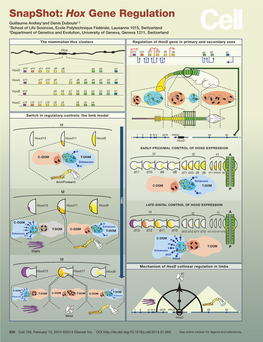 Snapshot: Hox Gene Regulation