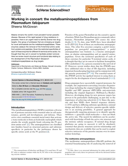 The Metalloaminopeptidases from Plasmodium Falciparum