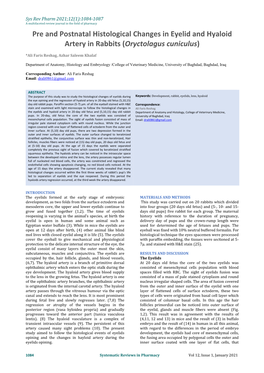 Pre and Postnatal Histological Changes in Eyelid and Hyaloid Artery in Rabbits (Oryctolagus Cuniculus)