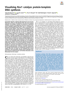 Visualizing Rev1 Catalyze Protein-Template DNA Synthesis