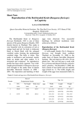 Short Note Reproduction of the Red-Headed Krait (Bungarus Flaviceps) in Captivity