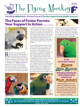The Faces of Foster Parrots: Your Support in Action by Karen Windsor
