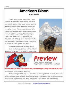 American Bison by Guy Belleranti