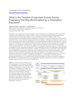 What Is the Timeline of Important Events During Pregnancy That May Be Disrupted by a Teratogenic Exposure?