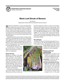 Black Leaf Streak of Banana