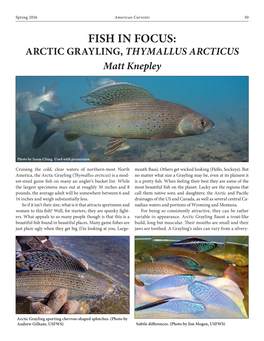 FISH in FOCUS: ARCTIC GRAYLING, THYMALLUS ARCTICUS Matt Knepley