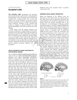 Occipital Lobe Visual Cortex (V1)