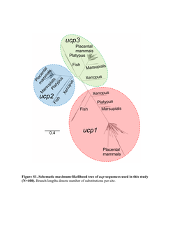 Figure S1. Schematic Maximum-Likelihood Tree of Ucp Sequences Used in This Study (N=400)