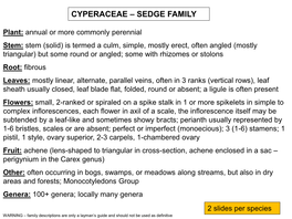 Cyperaceae – Sedge Family