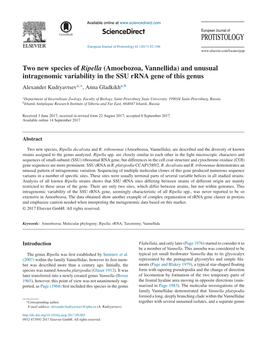 Two New Species of Ripella (Amoebozoa, Vannellida) and Unusual